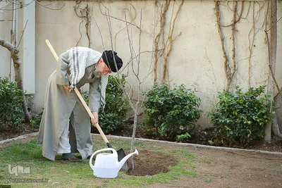 کاشت نهال در روز درختکاری