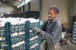 صادرات سیر؛ محصول پرخاصیت و معروف همدان