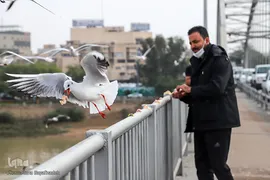 پرندگان مهاجر، مهمان اهوازی‌ها