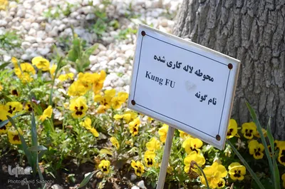 لاله های پارک ائل گلی تبریز