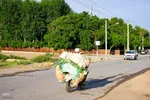 نبض زندگی در دل ناژوان