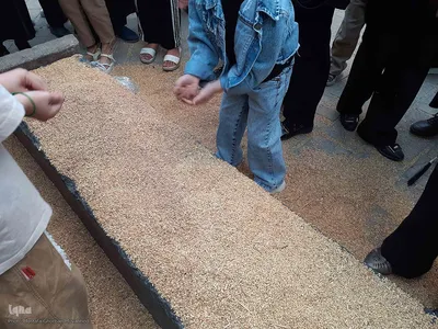 مراسم سنتی نیت کردن و توسل بر امام حسین(ع) با گندم شماری و نذر گندم در اهر