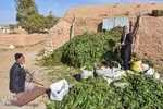 برداشت سنتی فلفل روستاهای بخش بیارجمند شاهرود‎‎