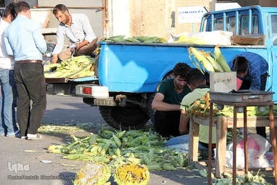 برداشت شیر بلال(ذرت) محصول بومی شهر اهر