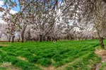 سامان شهر شکوفه‎های بهاری