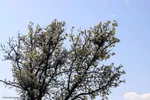 شکوفه زدن کهن ترین درختان آمرود در اهر