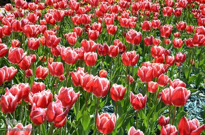 لاله های پارک ائل گلی تبریز
