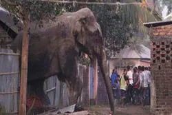 বন্য হাতির হামলায় ক্ষতিগ্রস্ত হচ্ছে রোহিঙ্গা ও তাদের ক্যাম্প