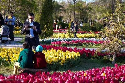 جشنواره گل‌های لاله در اراک