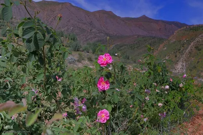 نخستین رویداد گلاب‌گیری سنتی در بوستان کوهستانی دراک شیراز