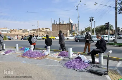 برداشت زعفران در خراسان‌جنوبی