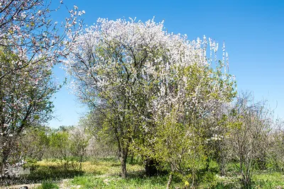 شکوفه‌های زردآلو در روستای منصوریه بهبهان