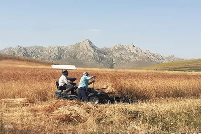 برداشت خوشه های طلایی - شهرستان اهر