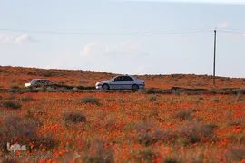 روز قم