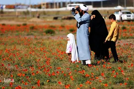 دشت شقایق‌های وحشی قم