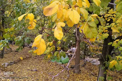 طبیعت پائیزی روستای گردشگری «دشتک» استان فارس‎‎