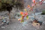 طبیعت پاییزی خراسان‌جنوبی