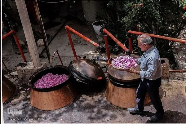 جشنواره گلاب‌گیری در روستای امروله سنندج برگزار می‌شود