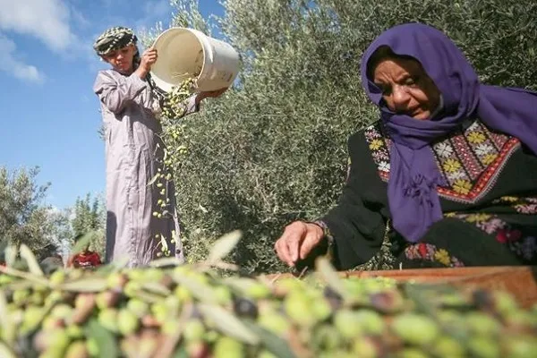 Gazze'de zeytin hasadı başladı