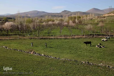 باز به صحرا رسید کوکبه ی نوبهار...