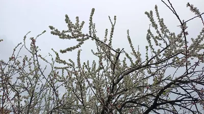 شکوفه های بهاری در اهر