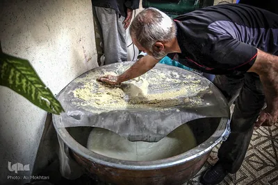 عبور جوانه های گندم از صافی