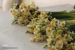 برداشت گل نرگس - خوسف