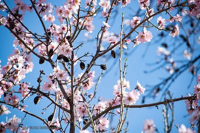 شکوفه‌های بهاری