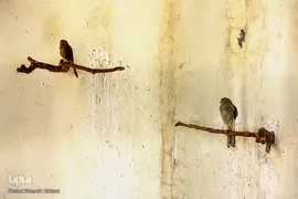 باغ پرندگان تهران
