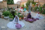 برداشت گیاه دارویی خارپنیری در استهبان فارس
