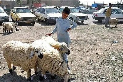 اجرای طرح تشدید نظارت بهداشتی ویژه عید قربان در سیستان و بلوچستان