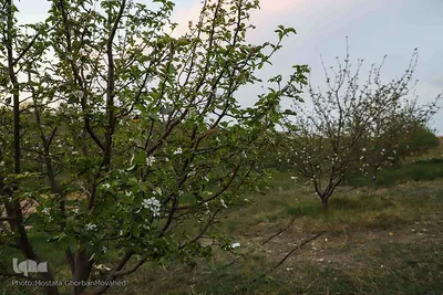 وقوع پديده گل انگيزي يا شكوفه زنی درختان ميوه در پاييز اهر