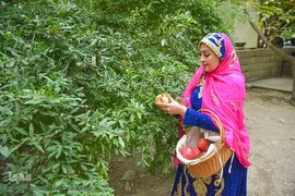 انارچینی در روستای گردشگری شیوند