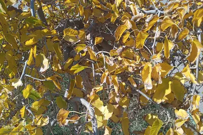حال و هوای پاییز در اهر