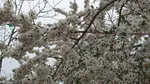 شکوفه های بهاری در اهر