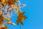 پاییز شگفت‌انگیز در اصفهان