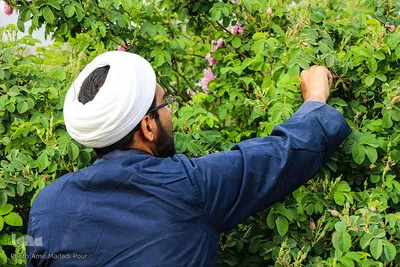 اینجا عطر گل محمدی صرف نیات خیر می‌شود