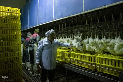 امنیت غذایی با تقویت تولید ملی