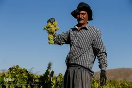 برداشت انگور در تاکستان
