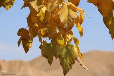 پاییز خراسان جنوبی