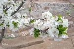 شکوفه های بهاری در اهر