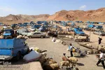 بازار خرید و فروش دام سبک و سنگین تبریز در آستانه عید سعید قربان