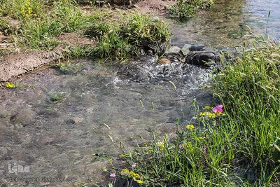 دشت کلزا، نقاشی زیبای طبیعت