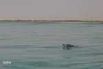 طبیعت صفر مرزی چابهار