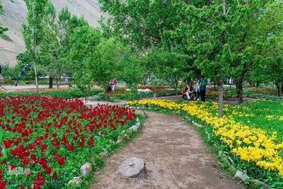 جشنواره لاله‌های آسارا‎‎