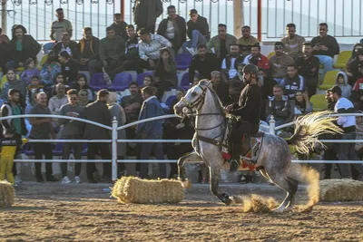 جشنواره زیبایی اسب اصیل ایرانی در استان فارس