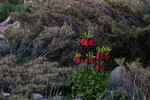 لاله‌های واژگون؛ روایت بهار در گلستان‌کوه خوانسار