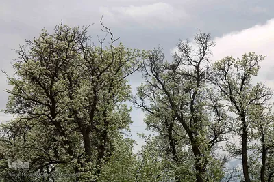 شکوفه های پیرترین درختان اهر