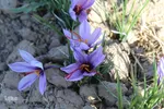 دسترنج طلایی کشاورزان - بیرجند