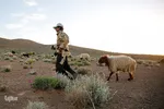 کوچ عشایر در فارس‎